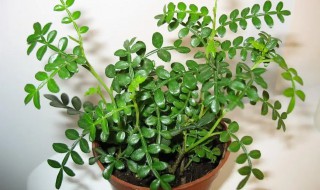 如何养护盆栽清香木 清香木盆栽怎样养护