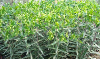 千金子的营养价值（千金子的副作用）-九图集