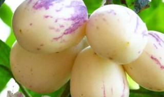 人参果里面的籽发芽了能吃吗 人参籽多久能发芽