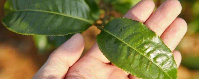 蜡质层的作用 地中海植物叶片有蜡质层的作用