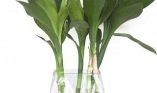 富贵竹怎样繁殖（富贵竹怎么繁殖）-九图集