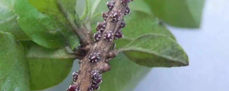 冬天蚧壳虫怎样彻底消灭（冬季怎样防治蚧壳虫）-九图集