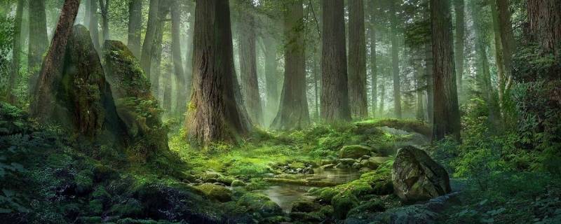 乔木林地指的是什么 乔木林地指的是什么树