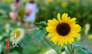 末伏完了是什么节气（末伏节气的含义是什么意思）-九图集