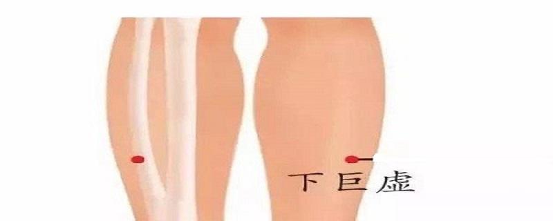 下巨虚的作用(下巨虚百度百科)