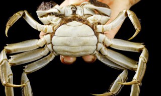 大闸蟹蒸熟了冷冻十天还能吃吗（大闸蟹蒸熟后冻冰箱后还能吃吗）