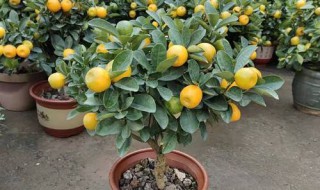 春季盆栽金桔怎么修剪 金桔怎么样修剪