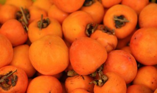 没熟的柿子吃了会怎么样 吃未熟的柿子会怎样-九图集