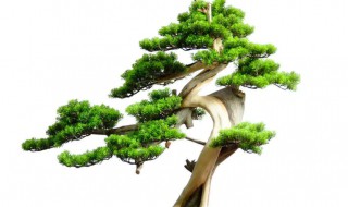 盆栽迎客松怎么养 迎客松怎样养