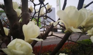 玉兰可以盆栽吗 玉兰适合在家种植吗-九图集