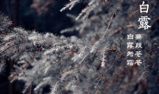 白露下来什么节气(白露下个节气)