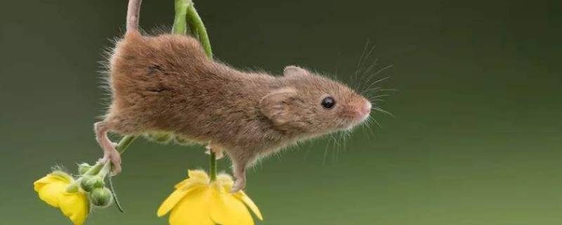 老鼠太多怎么消灭 怎么灭老鼠-九图集