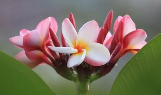 鸡蛋花的营养价值 鸡蛋花的营养价值小度