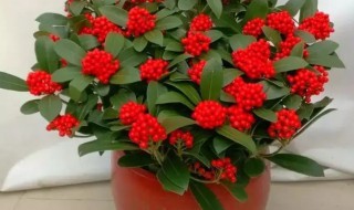 红玉珠如何养殖（红玉珠花怎么养殖）-九图集