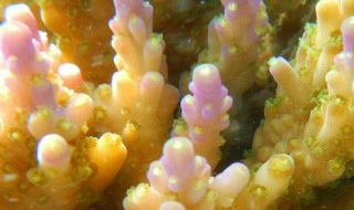 珊瑚的功效与作用(天然珊瑚的功效与作用)