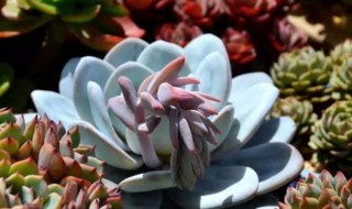 多肉雪莲开花多长时间可以收种子 雪莲多肉开花要不要剪掉-九图集