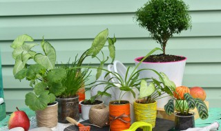 植物的好处有什么 植物的好处有什么?
