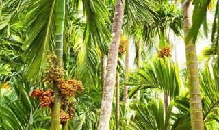 槟榔的营养价值（槟榔有什么营养）