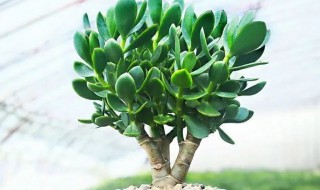 肉质万年青的养殖方法（肉质万年青植物图片）-九图集