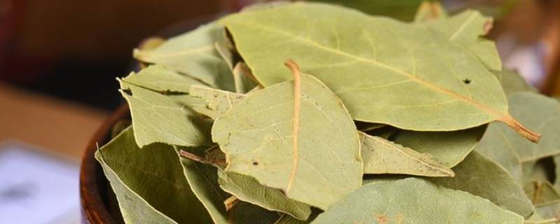 月桂叶和香叶的区别（月桂就是香叶吗）