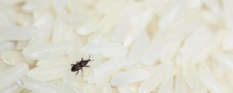 米里有黑虫子怎么处理还能吃吗（米里有黑虫子了还能吃吗）