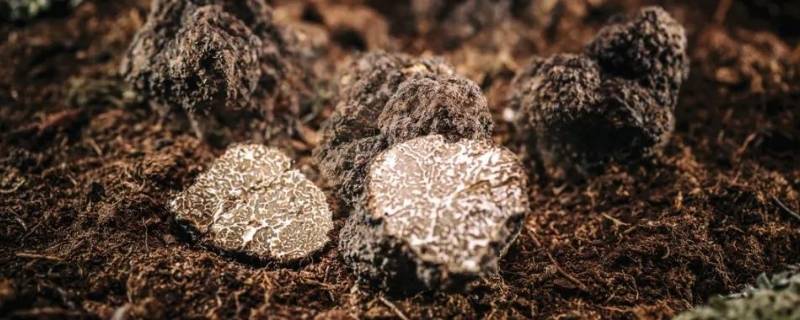 怎样在山上找松露(野外松露怎么找)-九图集