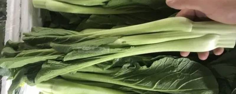 迟菜是什么菜（迟菜是什么菜和增城迟菜心的区别）-九图集