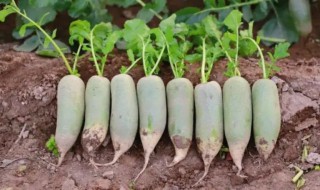 沙窝萝卜黑心是怎么回事 沙窝萝卜里面有黑点