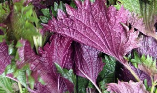 紫苏梗的营养价值（紫苏梗的功效及用途）