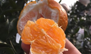 耙耙柑吃多了上火吗 四川耙耙柑吃了上火吗