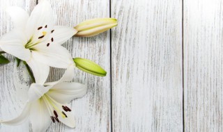 家里放富贵竹和百合花有什么意思 富贵竹和百合花养在家里一起养好吗-九图集