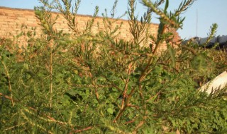 地肤子的营养价值 地肤子的功效与作用-九图集