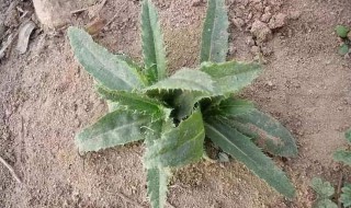 扁蓄的营养价值(扁蓄的作用以及功效)-九图集