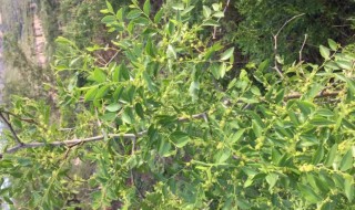 如何盆栽枣树 如何盆栽枣树苗-九图集