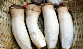 鲍鱼菇的营养价值 鲍鱼菇的营养价值及功效