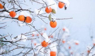 吊柿子吃了有什么好处 吃吊柿的好处-九图集