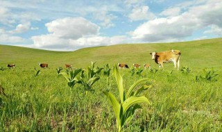 藜芦的营养价值（藜芦的作用）