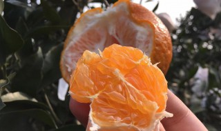 耙耙柑吃多了皮肤会变黄吗 粑粑柑吃多了皮肤会变黄吗