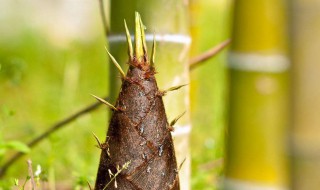 竹笋能吃吗（家里的竹笋能吃吗）