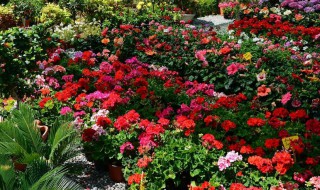 凌霄花的养殖方法和注意事项(凌霄花的养殖方法几月份移栽)