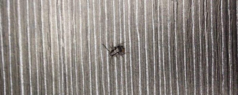 地毯下面有虫子怎么回事(地毯上有好多小虫是怎么回事)
