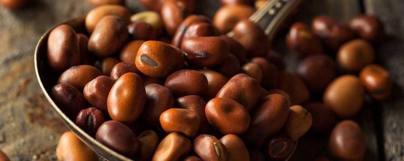 干蚕豆泡多久可以煮着吃（新鲜蚕豆煮多久可以吃）