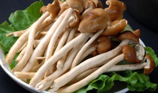 茶树菇的功效与作用及食用方法（新鲜茶树菇的功效与作用及食用方法）-九图集