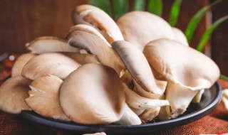 白灵菇的营养价值（白灵菇的营养价值及功效）-九图集
