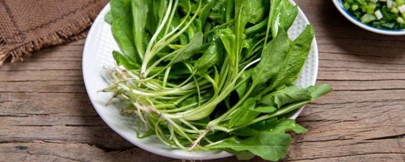 常吃的野菜都有什么品种(农村常见的野菜品种)