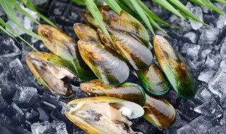 青口贝有哪些功效作用（青口贝的副作用）