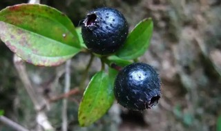 地菍果功效和作用(地果 功效)