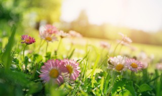 春天有多少个节气 春天节气有几个