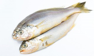 鱼鳞的功效与作用有哪些 鱼的鳞的作用