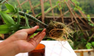 富贵竹总是烂根怎么办 富贵竹老是烂根怎么办